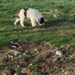 Brittany Puppies from Treasure State Brittanys