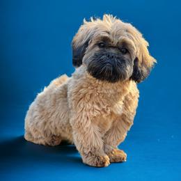 Shih Tzu Puppies from North State Shih tzus