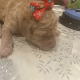 Honey - Apricot female Poodle puppy in Mobile, Alabama from Semmy’s Standard Poodle LLC