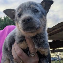 Girl 3 - Blue speckled female Australian Cattle Dog puppy in Choctaw, Oklahoma from Karen Elliott