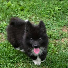 Kobalt - male Nenets Herding Laika puppy in Manns Choice, Pennsylvania from Mystic Winds Nenets Laikas