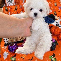 Cash - White male Maltese puppy in Upland, California from Prime Paradise Kennel