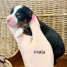Boy 2 - Tri-color male Bernedoodle puppy in Lehi, Utah from Heart J Bernedoodles