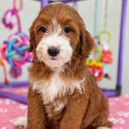 Cherry - Red  female Goldendoodle puppy in Yuciapa, California from AlltheDoodlez_