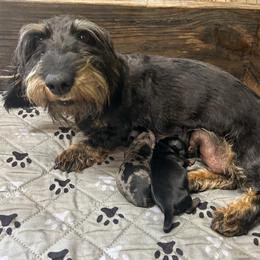 Kane - Black and tan male Dachshund puppy in Marvell, Arkansas from Hat Creek Kennel