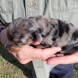THOR - Dapple male Dachshund puppy in Fort Worth, Texas from Chadwick Farms Mini Dachshunds