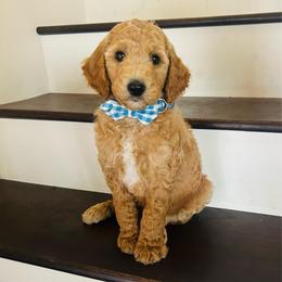 Tristan - Apricot male Goldendoodle puppy in Denison, Iowa from Violet View Iowa Goldendoodles