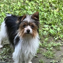 Dixie - Yorkshire Terrier