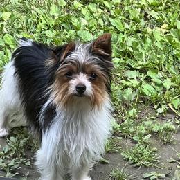 Dixie - Yorkshire Terrier