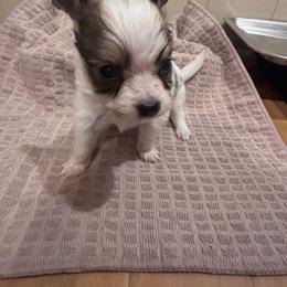 Chip - Red white and sable male Papillon puppy in Spartanburg, South Carolina from Sassy Pap Farms