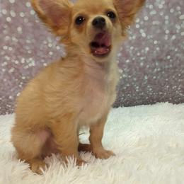 Dayton - Fawn male Chihuahua puppy in Topeka, Kansas from Barbie's Baby Chihuahuas