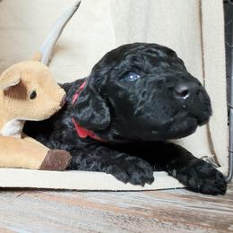 Poodle Puppies from Spangled Standard Poodles