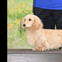Breeze - Dachshund