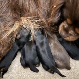 Cavalier King Charles Spaniel puppies from Nextgen Cavaliers