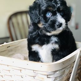 Aussiedoodle Puppies from Ohana Companions