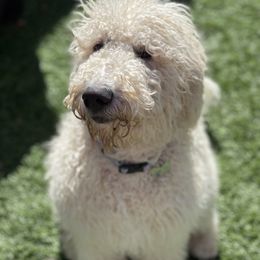 Rosa - Goldendoodle