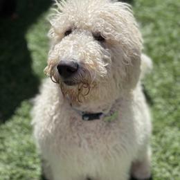 Rosa - Goldendoodle