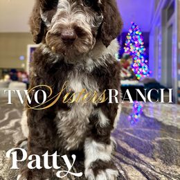 Patty - female Newfypoo puppy in Jackson, Missouri from Two Sisters Ranch, LLC