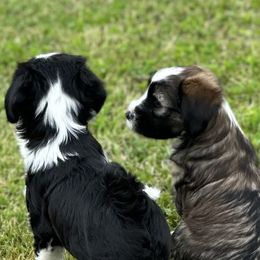 Bouvier des Flandres and Tibetan Terriers from Perrin Bouviers