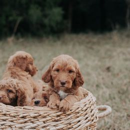 Goldendoodle Puppies from Joe and Dogs