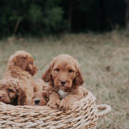 Goldendoodle Puppies from Joe and Dogs