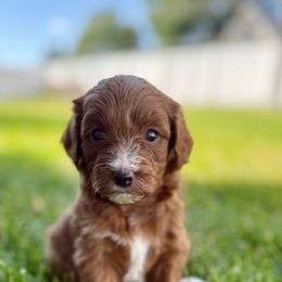 Cavapoo Puppies from Taylor Sweeten