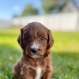 Cavapoo Puppies from Taylor Sweeten