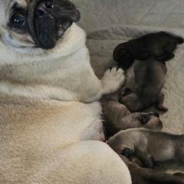 Baby boy B - Fawn male Pug puppy in Kodak, Tennessee from My Princess Pugs