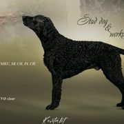 Curly-Coated Retrievers from Nyehyrst Curlies