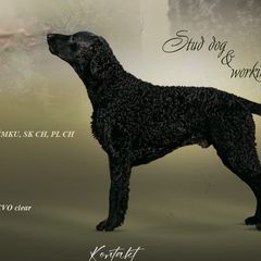 Curly-Coated Retrievers from Nyehyrst Curlies