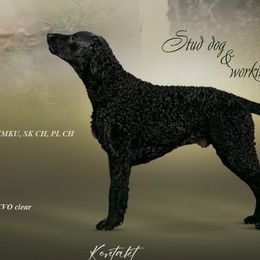 Curly-Coated Retrievers from Nyehyrst Curlies