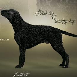 Curly-Coated Retrievers from Nyehyrst Curlies
