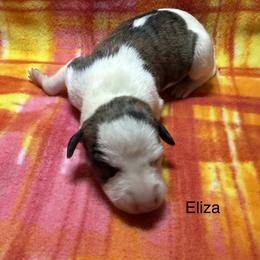 Eliza - White and red brindle female Whippet puppy in Plainfield, Indiana from Rose Acre Whippets