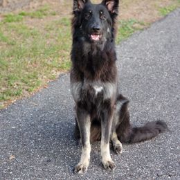 REDUCED - Black and silver female Shiloh Shepherd puppy in Plant City, Florida from Look Up Shilohs