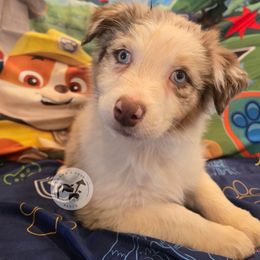 Rubble - Red merle male Australian Shepherd puppy in Colorado Springs, Colorado from Dawn 2 Dusk Ranch