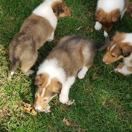 Collie Puppies from Katrina's Collies