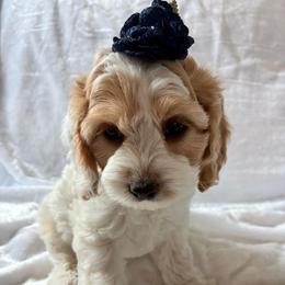 Rosalina - Red and white female Cockapoo puppy in Adrian, Oregon from ApplebyFarm