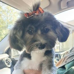Lola - Havanese