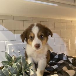 Australian Shepherd Puppies from Ozark Mountain Aussies