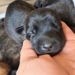 Stout dark mask female - Black sable female Belgian Malinois puppy in Dallas, Texas from RoyalHaus Malinois