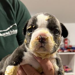 French Bulldog Puppies from Pony Rock Farm
