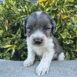 Michigan - Blue merle male Aussiedoodle puppy in Blackfoot, Idaho from Draper Mountain Doodles