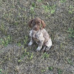 Girl 3 - Liver roan female German Shorthaired Pointer puppy in Mcrae, Georgia from Adams Pointers