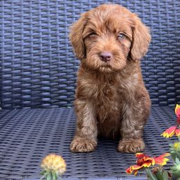 Boy 4 - Red male Australian Labradoodle puppy in Morristown, New Jersey from English Manor Labradoodles