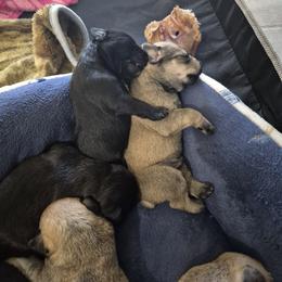 Miniature Schnauzer Puppies from Cowboy Schnauzers