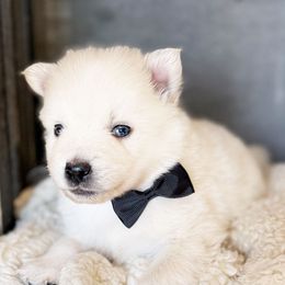Bacon - White Pomsky puppy in Grass Valley, California from Karalot Pomskies