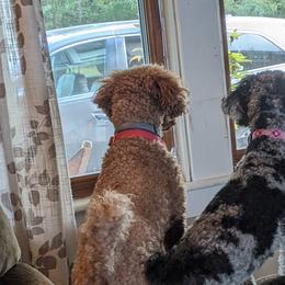 Cavalier King Charles Spaniels, Cavapoos, and Poodles from Puppy Adventures LLC