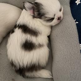 Chihuahua Puppies from Stardom Chihuahuas