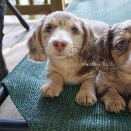 Dachshund Puppies from Haloheart Dachshunds