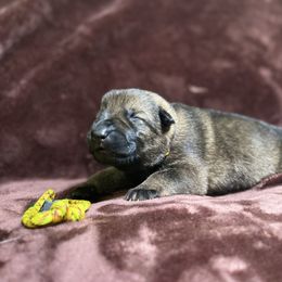Yellow girl - Sable female German Shepherd puppy in Riverside, California from Von Der Sagobi